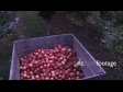 Apple Picker to Bin 1 1263